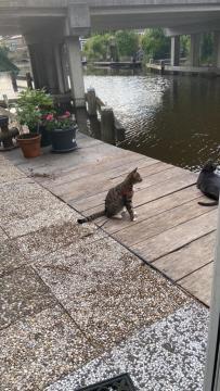 Tinyhouse Woody At The Water Apartment Заандам Екстериор снимка